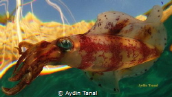 SQUID
DALYAN BAY/FETHIYE/TURKEY
by: Aydin Tanal by Aydin Tanal 